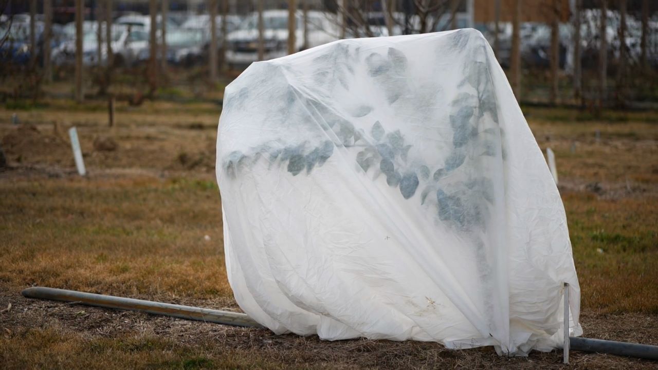 Get It Growing: How to protect plants from freeze damage